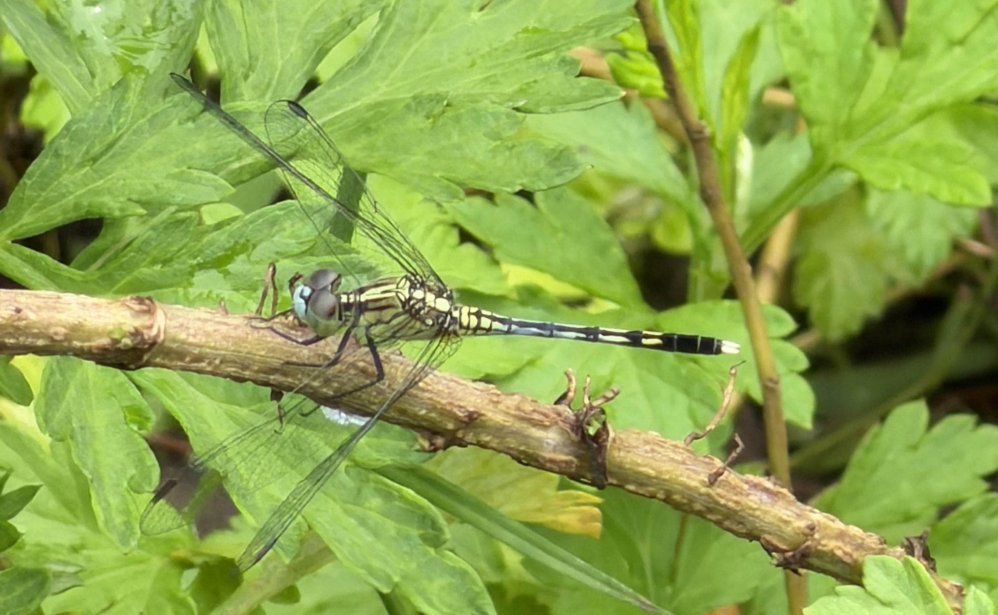 A dragonfly resting on a twig among bright green leaves